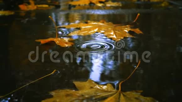 雨滴随着黄色的枫叶落在水坑里视频的预览图