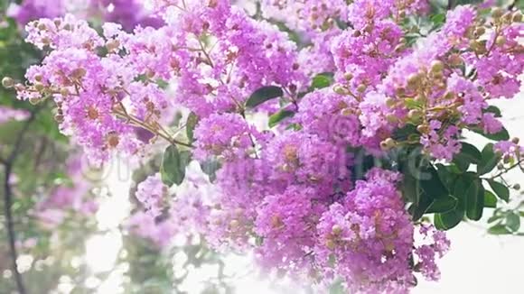紫薇花是一大束紫色挂在树上春季紫薇紫薇视频的预览图