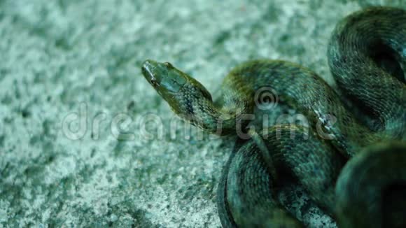 卷着的蛇伸出舌头望着远处戴斯蛇Natrixtessellata视频的预览图
