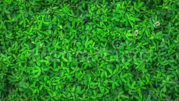 绿色植物叶子被水覆盖视频的预览图