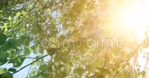 树叶大自然绿木阳光镜头你好夏季概念视频的预览图