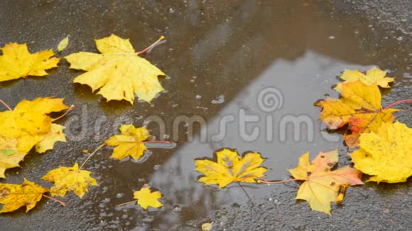 黄枫叶躺在水坑里多层楼的倒影视频的预览图