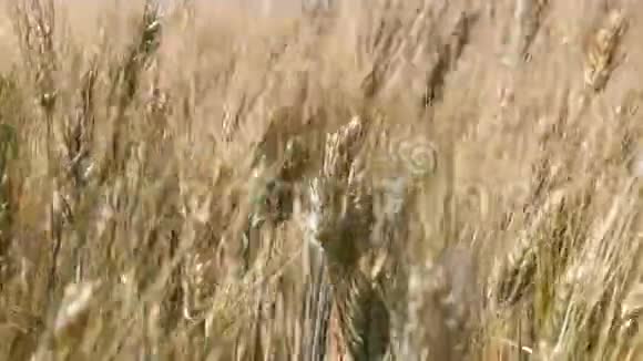 风中熟麦田的背景视频的预览图