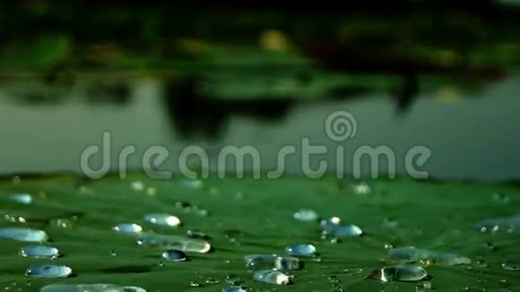 荷叶上的水滴NelumboNucifera放牧的景色莲花效应视频的预览图