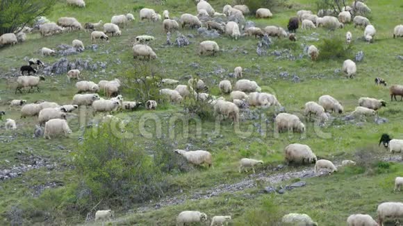 一群羊在草地上吃草散步和休息视频的预览图