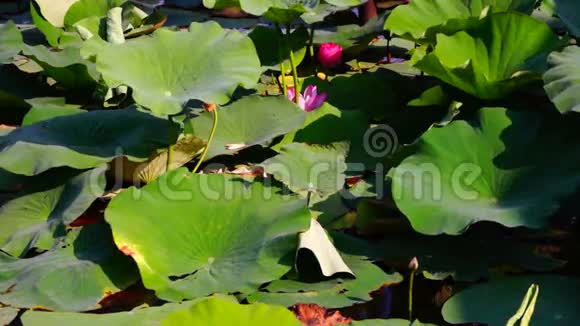 莲叶与花NelumboNucifera在风和声的湖上视频的预览图
