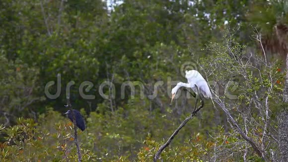 伟大的白鹭阿尔达阿尔巴和小蓝鹭白鹭视频的预览图
