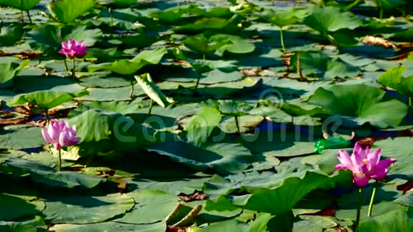 莲叶与花夜蛾湖上潘视频的预览图