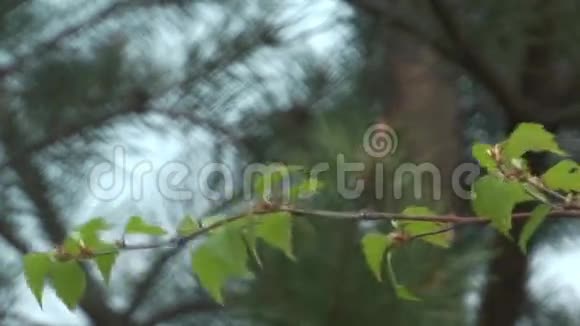 桦树枝视频的预览图