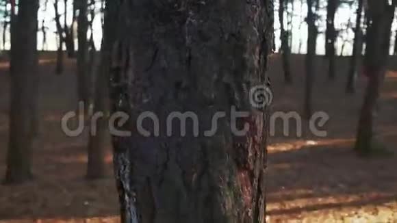 运动中的松木支柱视频的预览图