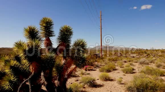 仙人掌和约书亚树内华达州沙漠中典型的植被在4K视频的预览图