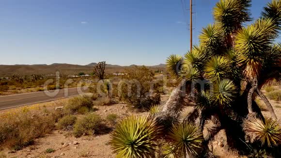 令人惊叹的植被如约书亚树木在4K峡谷土地视频的预览图