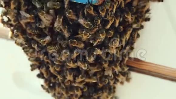 家门口有一大群蜜蜂视频的预览图