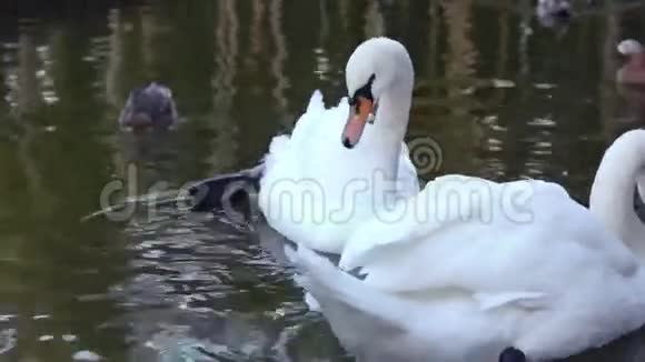 池塘上的白色天鹅和鸭子特写视频的预览图