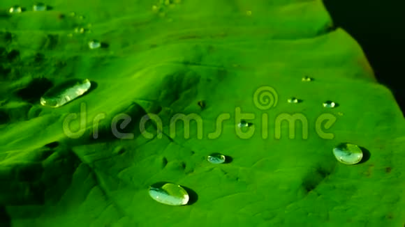 克雷塞荷叶NelumboNucifera上的水滴莲花效应视频的预览图
