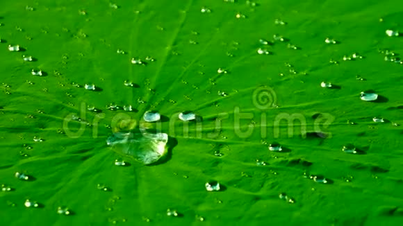 荷叶上的水滴龙凤莲花效应视频的预览图