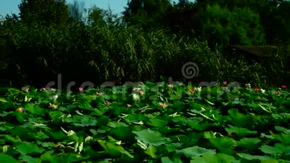 湖上莲叶与花视频的预览图