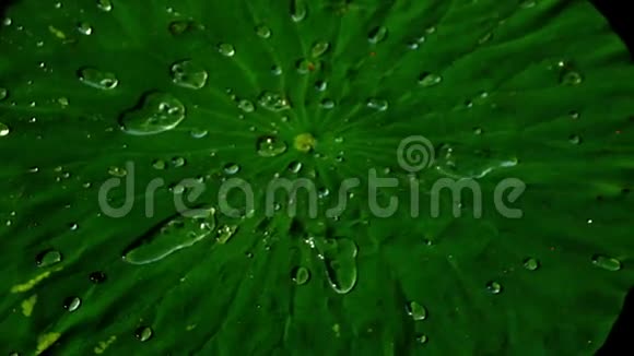 莲叶上的水滴NelumboNucifera前景莲花效应视频的预览图