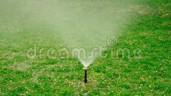 庭院草洒水车在草坪上用狗斑浇水视频的预览图