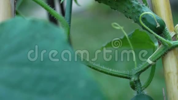 有机黄瓜Cucumissativus与藤蔓植物肌腱的关系视频的预览图