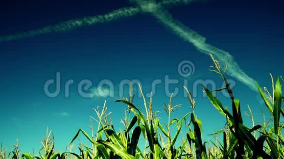 八月阳光下的玉米x面痕迹生动的天空视频的预览图