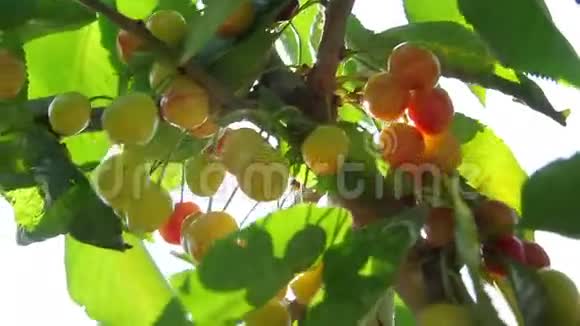成熟的樱桃在树上视频的预览图