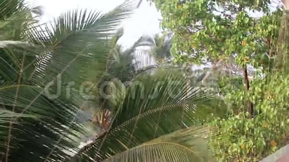 在风中摇曳的棕榈树叶视频的预览图