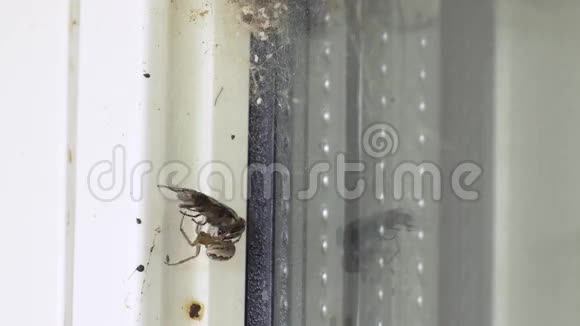 蜘蛛吃马蝇时间流逝视频的预览图
