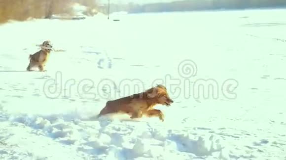 快乐的狗科克斯帕尼尔在大自然中奔跑在缓慢的运动中享受1920x1080视频的预览图