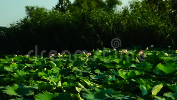 莲叶与花夜蛾湖上潘视频的预览图