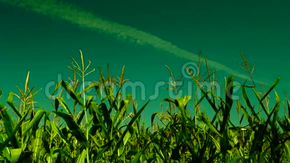 晴天有风斜的玉米地有x面痕迹平底锅视频的预览图