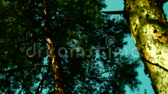 老松树树皮平底锅第4版视频的预览图