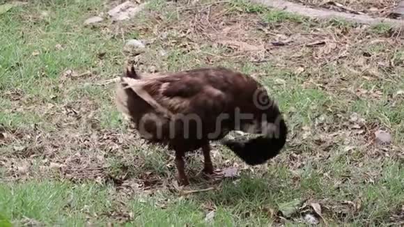 棕色鸭子站着清理绿色上的羽毛视频的预览图