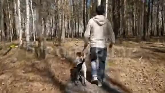 在晴朗的日子人们和狗在秋天公园散步男子与达尔马提亚狗散步从后面看视频的预览图
