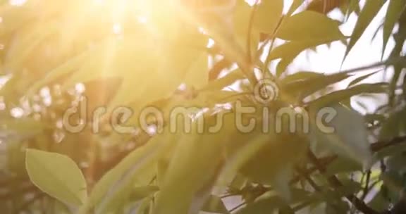 森林树叶大自然绿木阳光镜头你好夏季概念视频的预览图