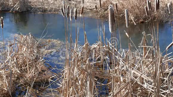 冬季河岸枯水落叶视频的预览图