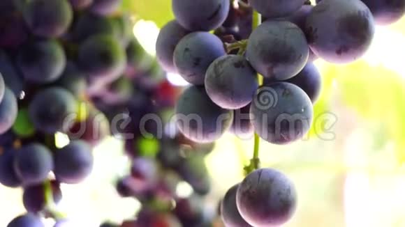 藤蔓上的红葡萄向上倾斜第三版视频的预览图