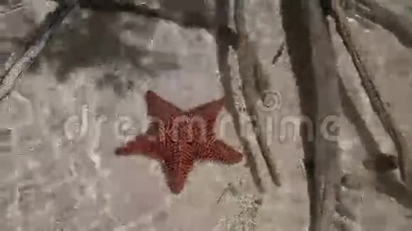 浅水中的五尖海星视频的预览图