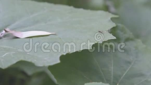蚂蚁腿蚂蚁头天线在绿色自然背景下的详细视图视频的预览图