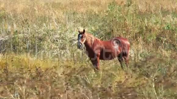 干草地里的棕马视频的预览图