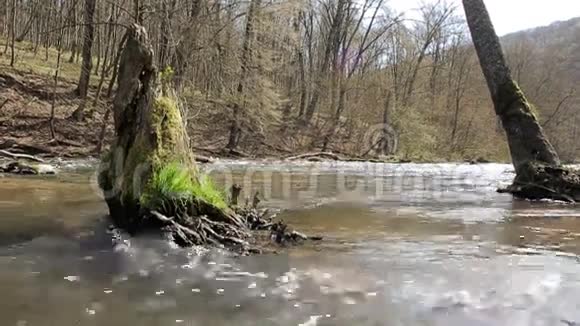 秋天的河流五彩缤纷的森林自然视频的预览图