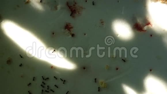 黑园蚂蚁Lasiusniger带肉和面包团队合作视频的预览图