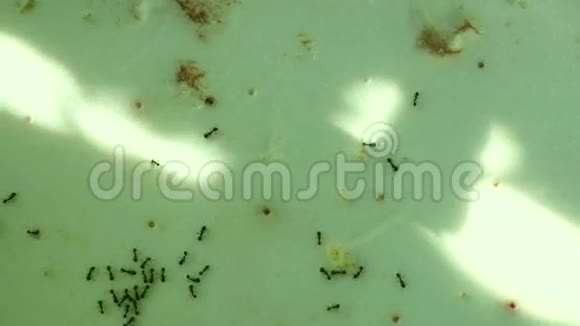 黑园蚂蚁LasiusNiger带肉和面包碎屑午餐潘视频的预览图