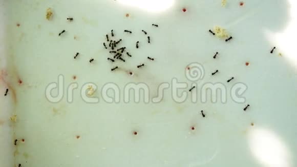 黑园蚂蚁Lasiusniger带肉和面包碎屑悠闲午餐视频的预览图