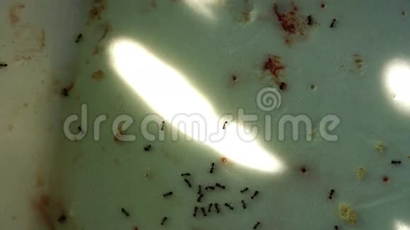 黑园蚂蚁Lasiusniger带肉和面包碎屑黑暗中的午餐视频的预览图