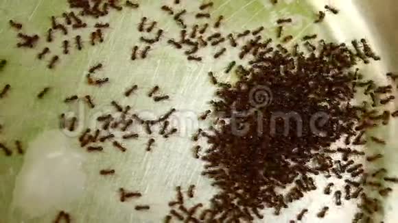 猫碗中含有牛奶残渣的蚂蚁Lasiusniger视频的预览图