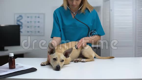 专业兽医用听诊器检查狗动物诊所检查视频的预览图