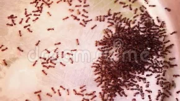 猫碗中的蚂蚁Lasiusniger牛奶残渣潘沼泽视频的预览图
