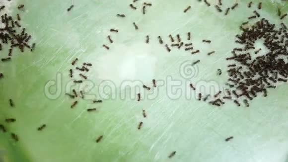 猫碗中的蚂蚁Lasiusniger视频的预览图