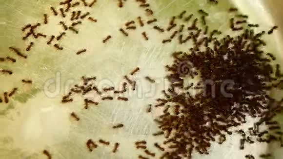 猫碗中的蚂蚁Lasiusniger牛奶残渣游泳潘视频的预览图
